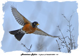 20140201 157 American Robin.jpg