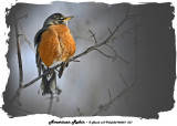 20140201 031 American Robin 1r1.jpg