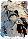 20140204-1 013 White-breasted Nuthatch.jpg