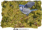 20140116 172 Blue Jay.jpg