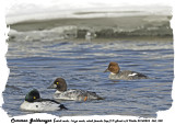 20140224 360 Commen Goldeneyes (adult male, 1st yr male, adult female (top)).jpg