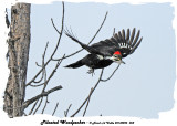 20140225 058 SERIES - Pileated Woodpecker.jpg