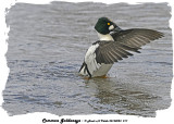 20140223 217 SERIES - Common Goldeneye.jpg