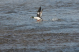 20140306 002 SERIES - Common Goldeneye - as shot No 002.jpg