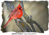 20140228 368 Northern Cardinal.jpg