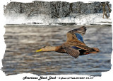 20140307 016, 017 American Black Duck 1r1.jpg