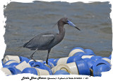 20140324 - 1 421 Little Blue Heron (Jamaica).jpg