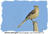 20140324 - 1 1162 SERIES - Northern Mockingbird aka Jamaican Nightingale.jpg