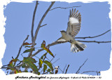 20140324 - 1 123 Northern Mockingbird aka Jamaican Nightingale.jpg