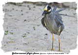 20140324 - 1 979 Yellow-crowned Night Heron (Jamaica).jpg