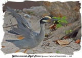 20140324 - 1 1083 Yellow-crowned Night Heron (Jamaica) 1r1.jpg