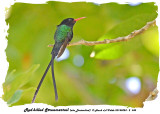 20140324 - 2 345 Red-billed Streamertail aka Doctorbird.jpg