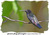 20140324 - 2 331 Mango Hummingbird.jpg