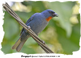 20140324 - 2 358 Orangequit Jamaica xxx.jpg