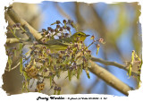 20140324 - 2 767 Prairie Warbler.jpg