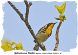 20140324 - 2 487 Yellow-throated Warbler Jamaica.jpg