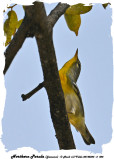 20140324 - 2 504 Northern Parula, Jamaica.jpg