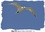 20140324 - 1 315 Royal Tern (Jamaica).jpg