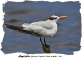 20140324 - 1 383 Royal Tern (Jamaica).jpg