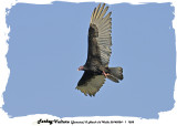 20140324 - 1 1208 Turkey Vulture (Jamaica)2.jpg