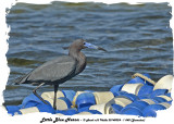 20140324 - 1 540 Little Blue Heron (Jamaica).jpg