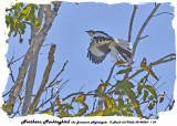 20140324 - 1 124 Northern Mockingbird aka Jamaican Nightingale 1r1.jpg