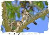 20140324 - 1 1261 Common Ground Dove (Jamaica).jpg