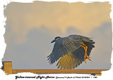 20140324 - 1 1488 Yellow-crowned Night Heron (Jamaica).jpg