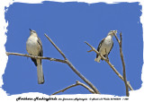 20140324 - 1 200 Northern Mockingbird, aka Jamaican Nightingale.jpg