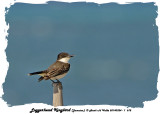20140324 - 1 672 Loggerhead Kingbird (Jamaica).jpg