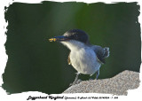 20140324 - 1 698 Loggerhead Kingbird (Jamaica).jpg
