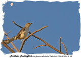20140324 - 2 522 Northern Mockingbird (aka Jamaican Mockinbird).jpg