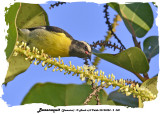 20140324 - 2 040 Bananaquit (Jamaica).jpg