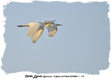 20140324 - 1 719 SERIES - Cattle Egrets (Jamaica).jpg