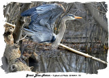 20140414 175 Great Blue Heron3 1r1.jpg