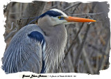 20140414 160 Great Blue Heron 1r1.jpg