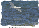 20140324 - 1 579 SERIES - Great Egret (Jamaica).jpg