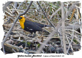 20140419 010 Yellow-headed Blackbird 1r1.jpg