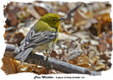 20140424 104 Pine Warbler 1r1.jpg
