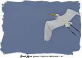 20140324 - 1 601 Great Egret Jamaica.jpg