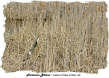 20140429 200 American Bittern.jpg