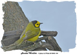 20140430 294 Hooded Warbler 1r1.jpg