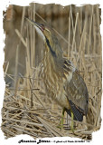 20140429 176 American Bittern.jpg