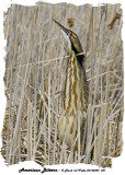 20140429 341 SERIES - American Bittern.jpg