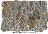 20140502 121 SERIES - American Bittern.jpg