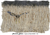 20140429 - 2 264 American Bittern.jpg