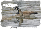 20140429 - 2 667 Pied-billed Grebe 1r1.jpg