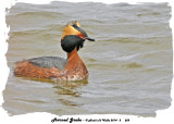 20140505 - 2 259 Horned Grebe 1r1.jpg