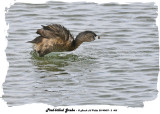 20140429 - 2 463 SERIES - Pied-billed Grebe.jpg