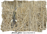 20140429 242 SERIES - American Bittern.jpg